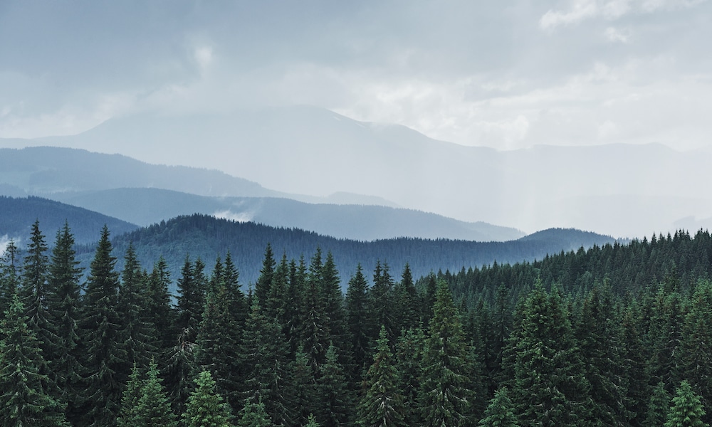 mountain landscape with fir trees